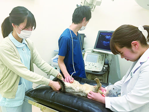 ブンブン動物病院 新卒 の求人情報 愛知県名古屋市北区 獣医師 動物看護師 トリマーならアニマルジョブ