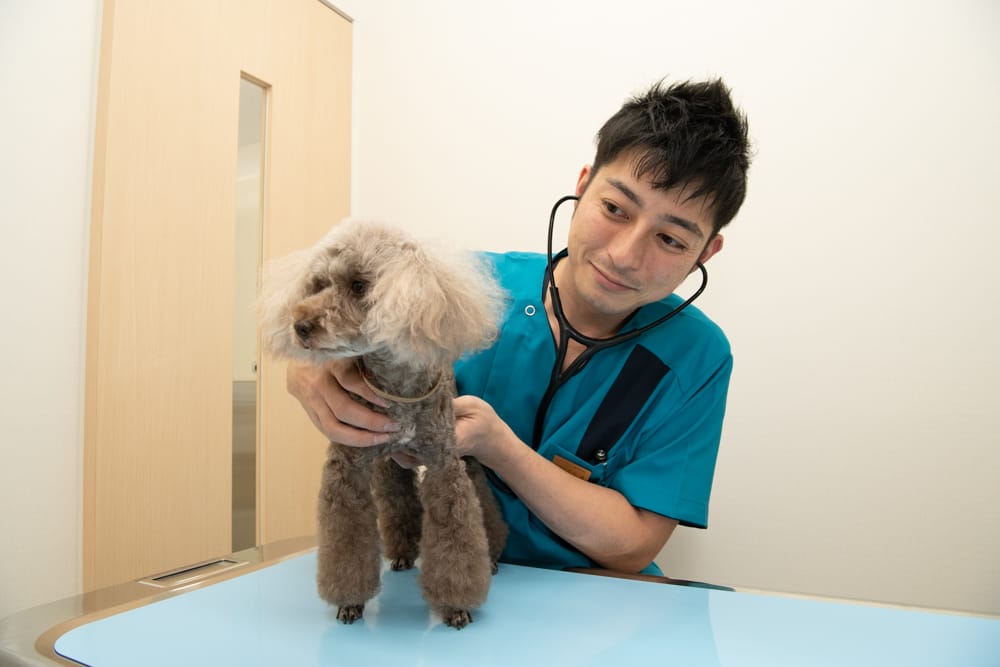 タテイシ動物病院 動物看護師 正社員 東京都調布市 動物看護師の求人 転職 募集ならアニマルジョブ