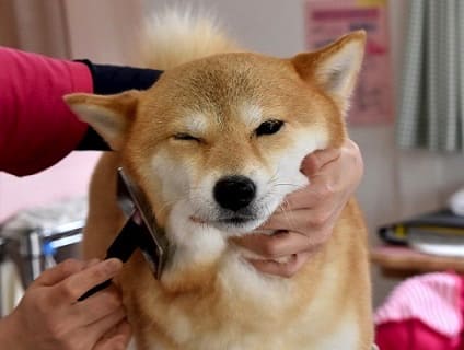 Dog Salon Feel トリマー パート アルバイト 大募集中 埼玉県さいたま市 No 314 D トリマーの求人 転職 募集ならアニマルジョブ