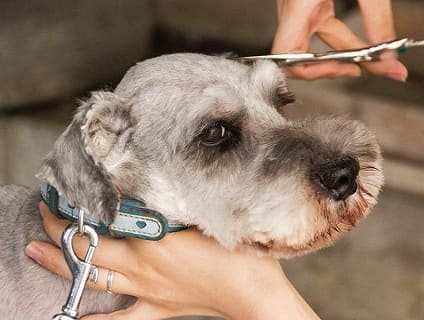 タック動物病院 トリマー 正社員 大募集中 さいたま市南区 No 314 D トリマーの求人 転職 募集ならアニマルジョブ