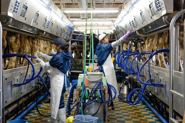 有限会社市の瀬牧場の画像2