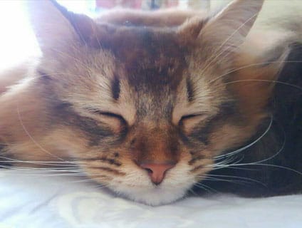 陽 だまり 動物 病院