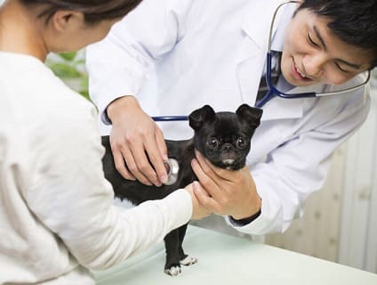 横浜青葉どうぶつ病院 動物看護師 正社員 大募集中 神奈川県横浜市都筑区 No 314 D 動物看護師の求人 転職 募集ならアニマルジョブ