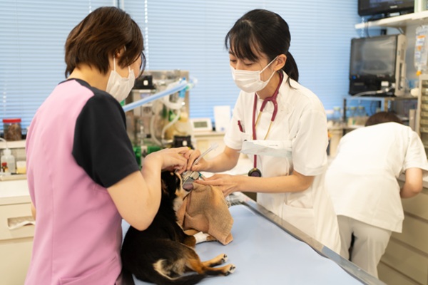 さわもと犬猫病院の画像7