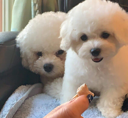 ペットサロン島本 ビバホーム ２号店 トリマーさんの募集 パート アルバイト 埼玉県ふじみ野市 No 107 B トリマーの求人 転職 募集ならアニマルジョブ