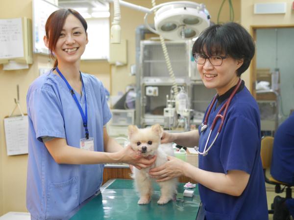 ファミリー総合動物病院 獣医師募集中 正社員 千葉県流山市 No 110 B 獣医師の求人 転職 募集ならアニマルジョブ