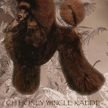 ペットサロン島本 ビバホーム ２号店 トリマーさんの募集 パート アルバイト 埼玉県ふじみ野市 No 107 B トリマーの求人 転職 募集ならアニマルジョブ