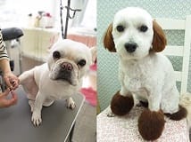 Pet Salon ぐるぐる トリマー募集 正社員 千葉県市川市 No 107 B トリマーの求人 転職 募集ならアニマルジョブ