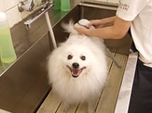 Doggie S Heart 仲町台本店 トリマー募集 アルバイト パート 神奈川県横浜市都筑区 No 107 B トリマーの求人 転職 募集ならアニマルジョブ