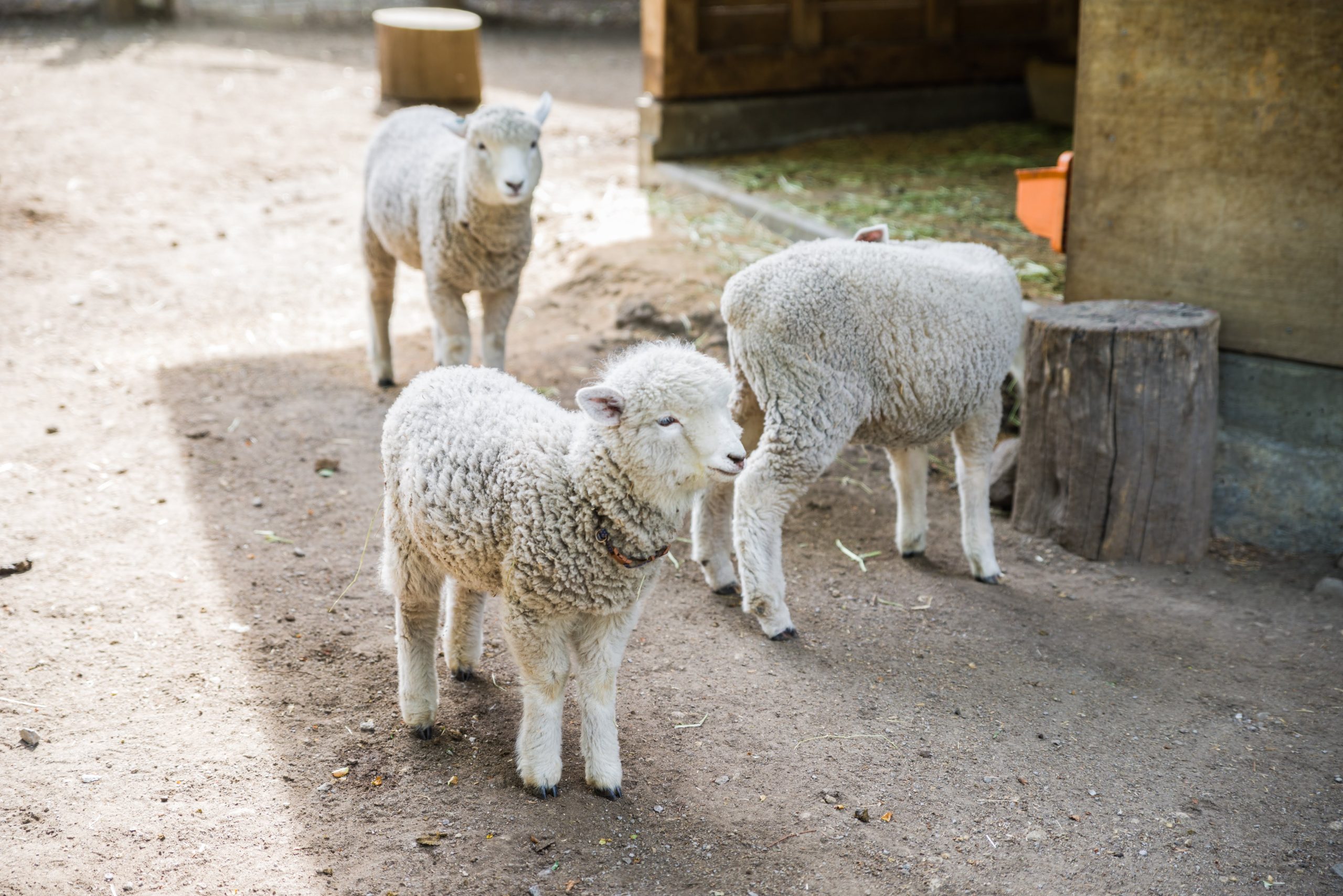 動物園の獣医師になるメリット