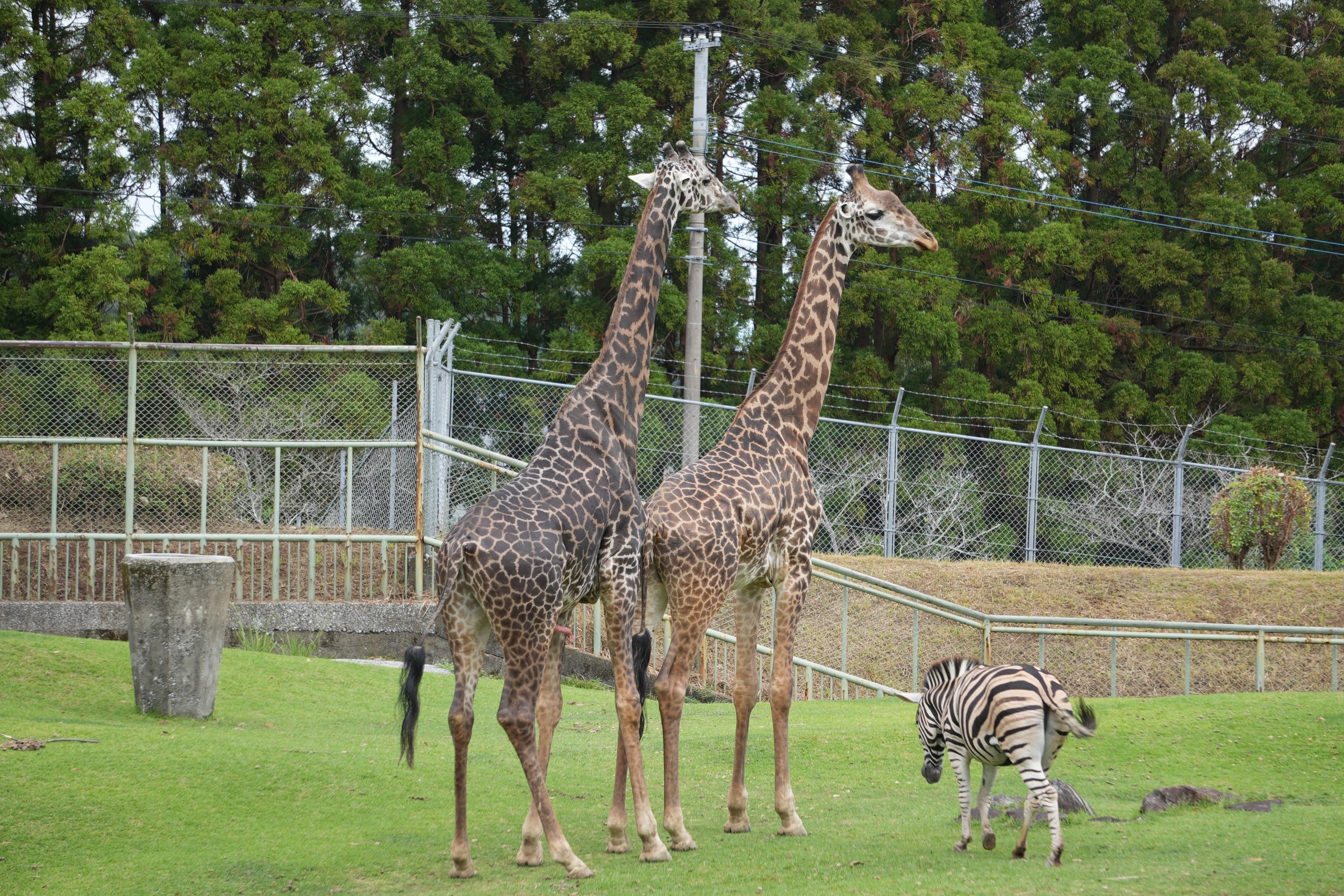 動物園の仕事内容