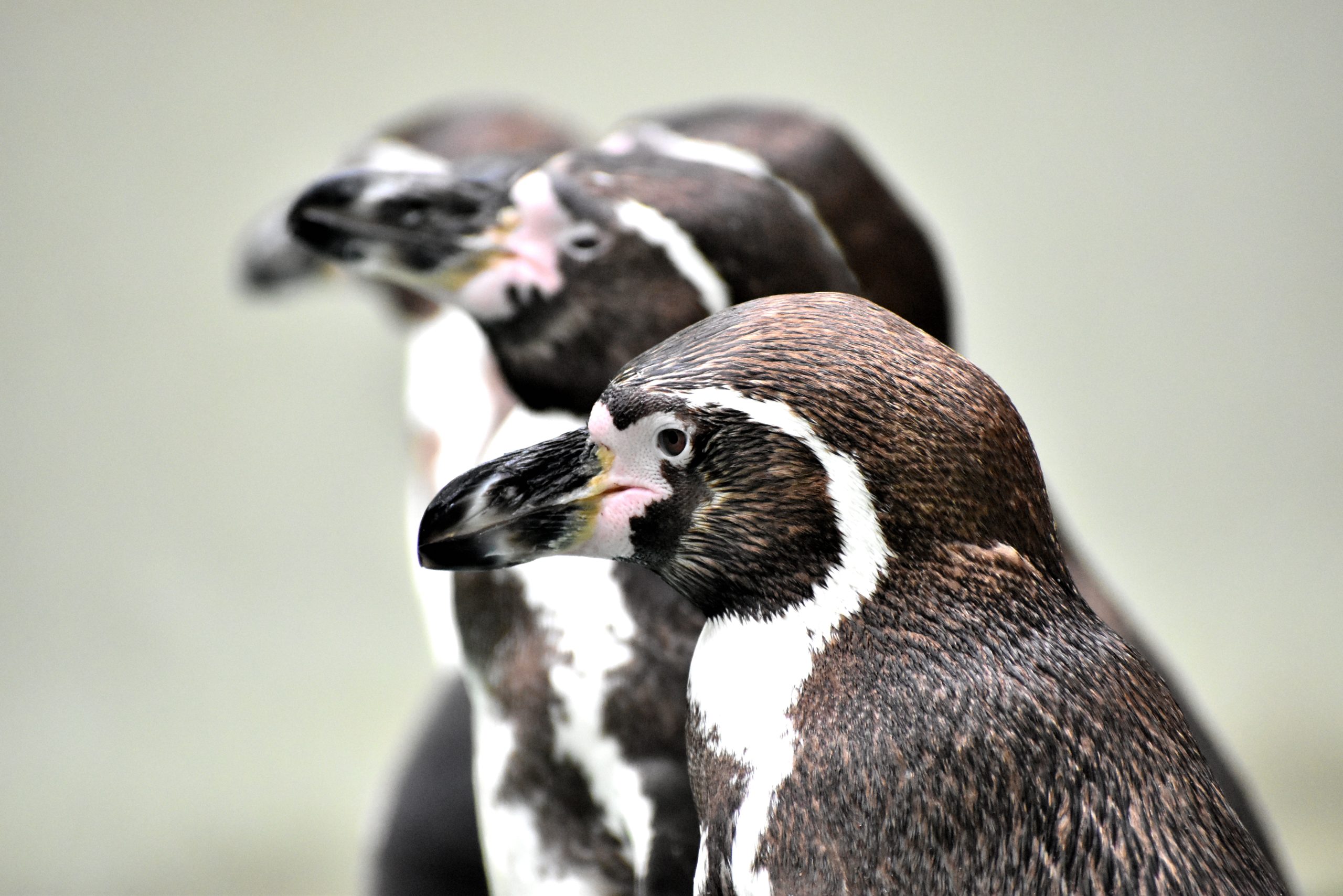 動物園の獣医師になるデメリット